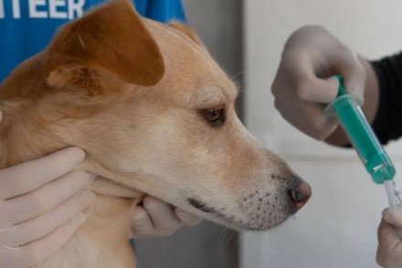 Cachorro recebendo injeção