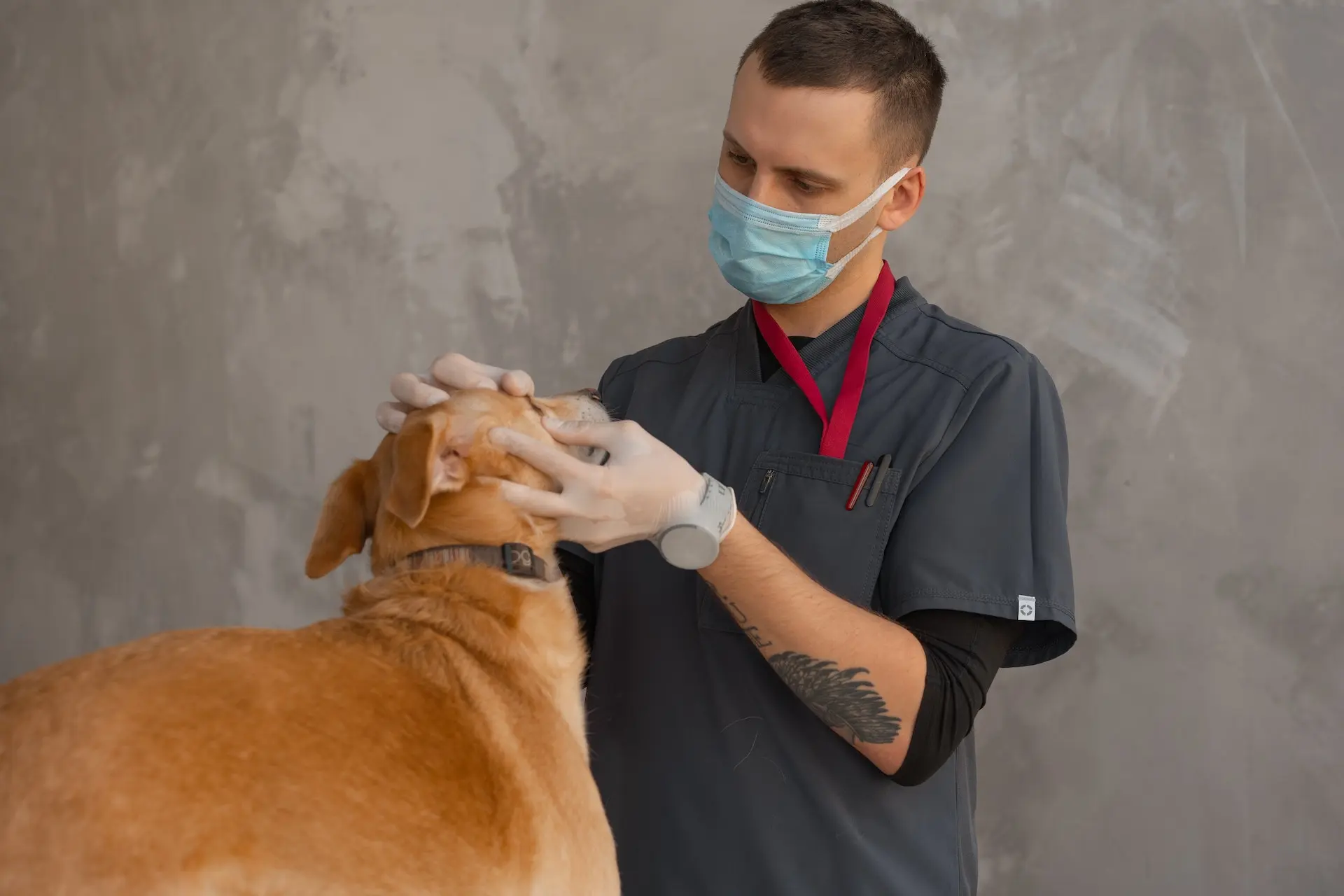 Médico veterinário cuidando de cachorro